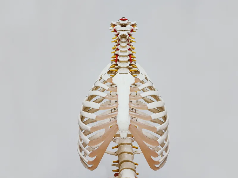 How X-Rays works at Nokomis Chiropractic and Wellness
